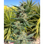 Big Devil 2 Feminised семена конопли: фото, характеристики, отзывы, описание