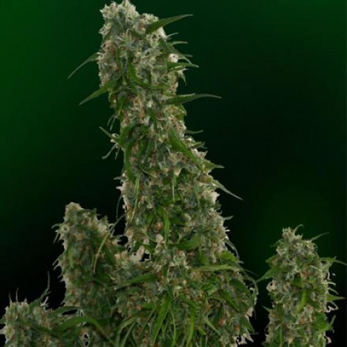 Auto Bomb Feminised насіння конопель: фото, характеристики, відгуки, опис