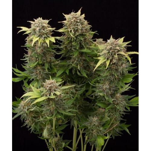 Auto Cheese Monster Feminised насіння конопель: фото, характеристики, відгуки, опис