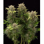 Auto Cheese Monster Feminised насіння конопель: фото, характеристики, відгуки, опис