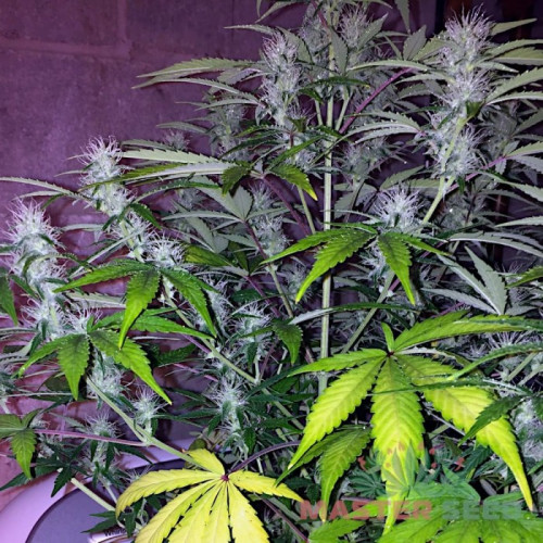 Auto Lemon Haze Feminised семена конопли: фото, характеристики, отзывы, описание Auto Lemon Haze Feminised семена конопли: фото, характеристики, отзывы, описание
