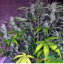 Auto Lemon Haze Feminised семена конопли: фото, характеристики, отзывы, описание Auto Lemon Haze Feminised семена конопли: фото, характеристики, отзывы, описание