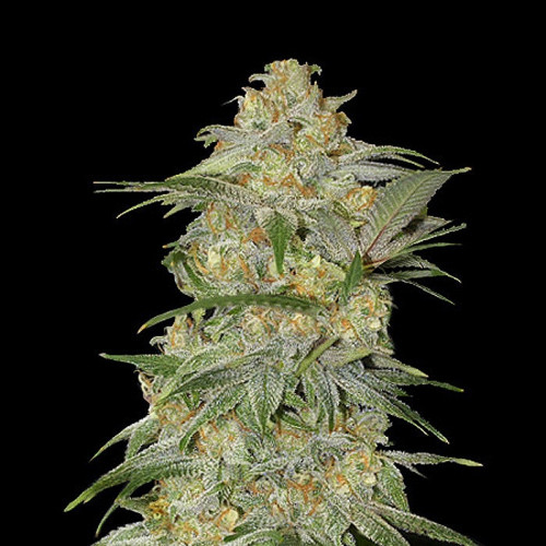 Auto Mexican Airlines Feminised насіння конопель: фото, характеристики, відгуки, опис