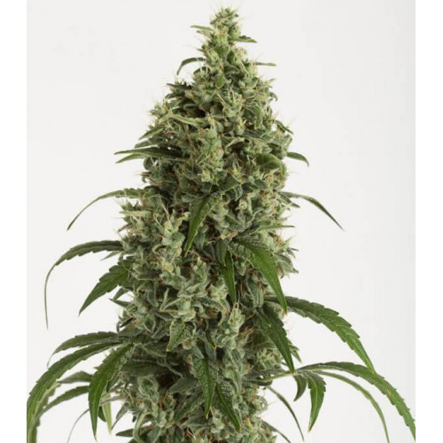 Auto Moby Dick Feminised семена конопли: фото, характеристики, отзывы, описание