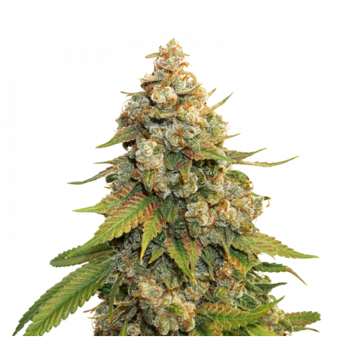 Lemon Haze Feminised насіння конопель: фото, характеристики, відгуки, опис Lemon Haze Feminised насіння конопель: фото, характеристики, відгуки, опис