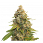 Lemon Haze Feminised насіння конопель: фото, характеристики, відгуки, опис Lemon Haze Feminised насіння конопель: фото, характеристики, відгуки, опис