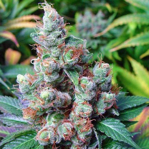 New York Diesel Feminised насіння конопель: фото, характеристики, відгуки, опис