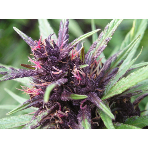 Shaman Feminised насіння конопель: фото, характеристики, відгуки, опис