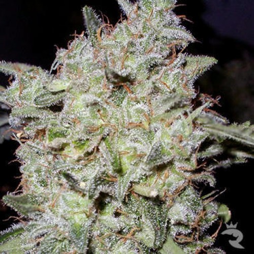 Auto Afghan Kush Feminised насіння конопель: фото, характеристики, відгуки, опис