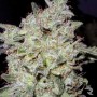 Auto Afghan Kush Feminised насіння конопель: фото, характеристики, відгуки, опис