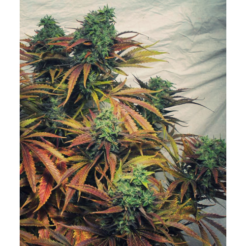 Afghani Feminised семена конопли: фото, характеристики, отзывы, описание