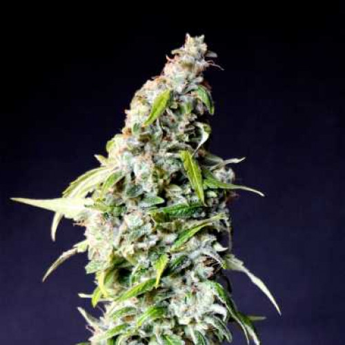 Auto Big Boom Feminised семена конопли: фото, характеристики, отзывы, описание