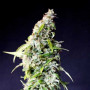 Auto Big Boom Feminised семена конопли: фото, характеристики, отзывы, описание