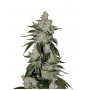 Auto Diesel Cookie Feminised насіння конопель: фото, характеристики, відгуки, опис