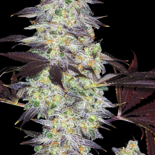 Auto Faraon Feminised насіння конопель: фото, характеристики, відгуки, опис