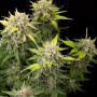 Auto Headshot Feminised семена конопли: фото, характеристики, отзывы, описание