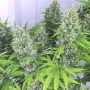 Auto Kali Best Feminised насіння конопель: фото, характеристики, відгуки, опис