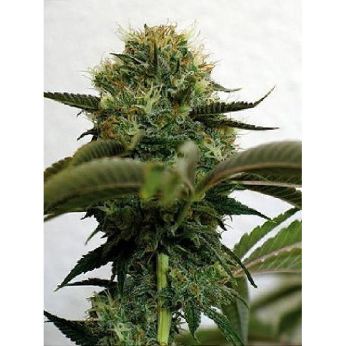 Big Boom Feminised семена конопли: фото, характеристики, отзывы, описание