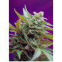 Auto Black Jacker Feminised семена конопли: фото, характеристики, отзывы, описание Auto Black Jacker Feminised семена конопли: фото, характеристики, отзывы, описание