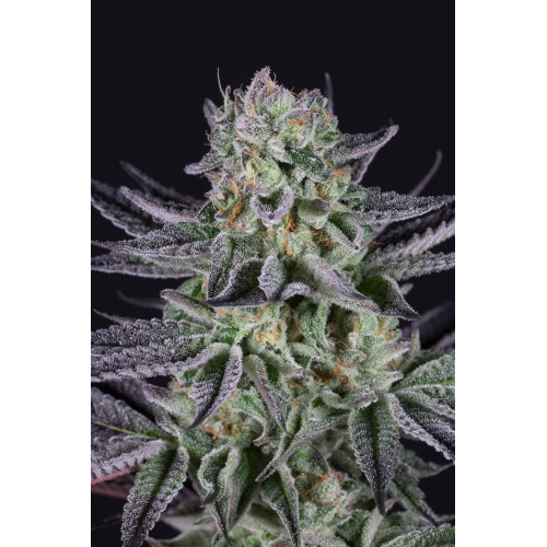 Blueberry Cake Feminised насіння конопель: фото, характеристики, відгуки, опис