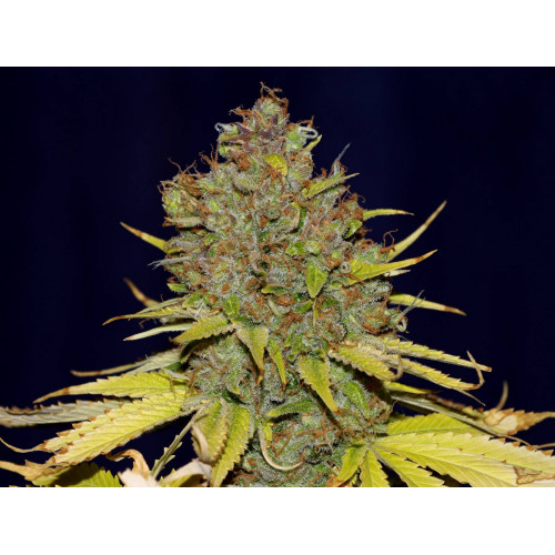 Critical Hash Feminised семена конопли: фото, характеристики, отзывы, описание Critical Hash Feminised семена конопли: фото, характеристики, отзывы, описание