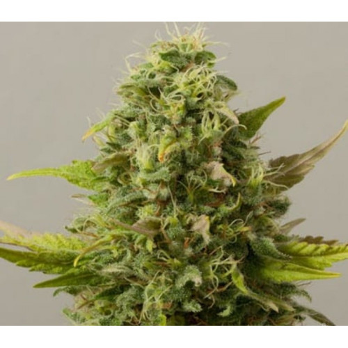 Auto Critical Hash Feminised семена конопли: фото, характеристики, отзывы, описание