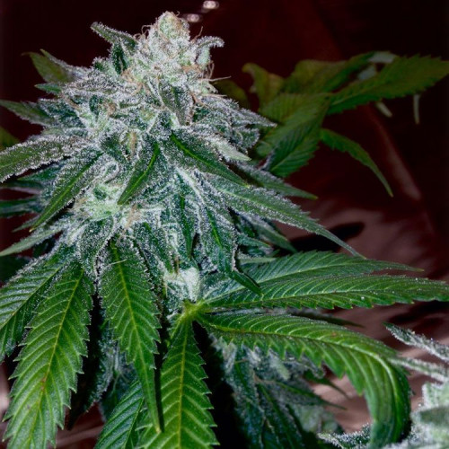 Diesel Cookie Feminised семена конопли: фото, характеристики, отзывы, описание Diesel Cookie Feminised семена конопли: фото, характеристики, отзывы, описание