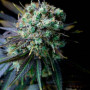 Auto Marley R.I.R. Feminised семена конопли: фото, характеристики, отзывы, описание Auto Marley R.I.R. Feminised семена конопли: фото, характеристики, отзывы, описание