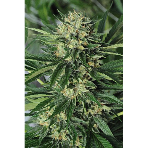 Woodoo Widow Feminised насіння конопель: фото, характеристики, відгуки, опис