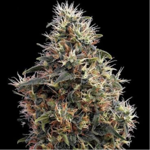 Headshot Feminised насіння конопель: фото, характеристики, відгуки, опис