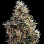 Headshot Feminised насіння конопель: фото, характеристики, відгуки, опис