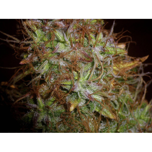 Kalashnikov Gun Feminised семена конопли: фото, характеристики, отзывы, описание