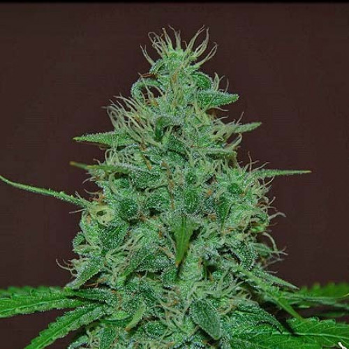 Auto Moroccan Glue Feminised насіння конопель: фото, характеристики, відгуки, опис