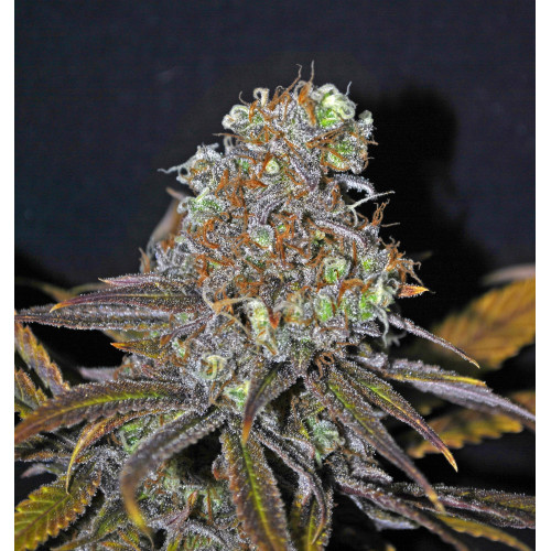 Opium XL Feminised семена конопли: фото, характеристики, отзывы, описание Opium XL Feminised семена конопли: фото, характеристики, отзывы, описание