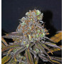 Opium XL Feminised семена конопли: фото, характеристики, отзывы, описание Opium XL Feminised семена конопли: фото, характеристики, отзывы, описание