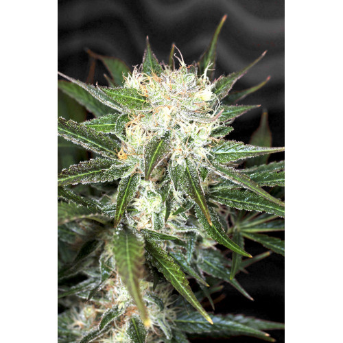 Auto Big Demon XL Feminised семена конопли: фото, характеристики, отзывы, описание
