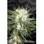 Auto Big Demon XL Feminised семена конопли: фото, характеристики, отзывы, описание