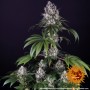 Gorilla Zkittlez™ Feminised семена конопли: фото, характеристики, отзывы, описание