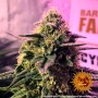 Gorilla Zkittlez™ Feminised семена конопли: фото, характеристики, отзывы, описание