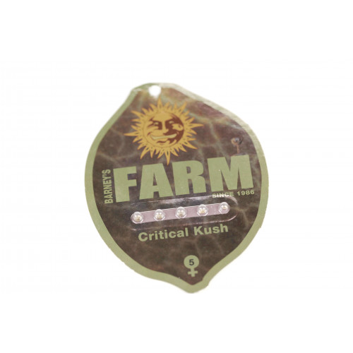 Critical Rapido Feminised семена конопли: фото, характеристики, отзывы, описание