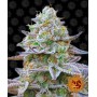 Gorilla Zkittlez™ Feminised семена конопли: фото, характеристики, отзывы, описание