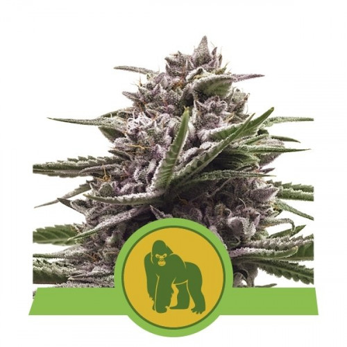 Royal Gorilla Automatic Feminised насіння конопель: фото, характеристики, відгуки, опис Royal Gorilla Automatic Feminised насіння конопель: фото, характеристики, відгуки, опис