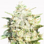 AUTO BRAIN EXPLOSION FEMINISED семена конопли: фото, характеристики, отзывы, описание AUTO BRAIN EXPLOSION FEMINISED семена конопли: фото, характеристики, отзывы, описание