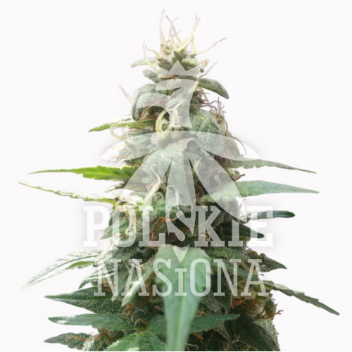 AUTO BULLDOZER FEMINISED семена конопли: фото, характеристики, отзывы, описание