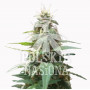 AUTO BULLDOZER FEMINISED семена конопли: фото, характеристики, отзывы, описание