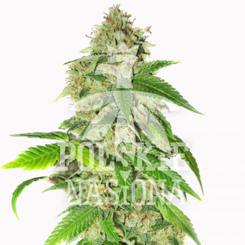 AUTO GREEN RYDER FEMINISED семена конопли: фото, характеристики, отзывы, описание