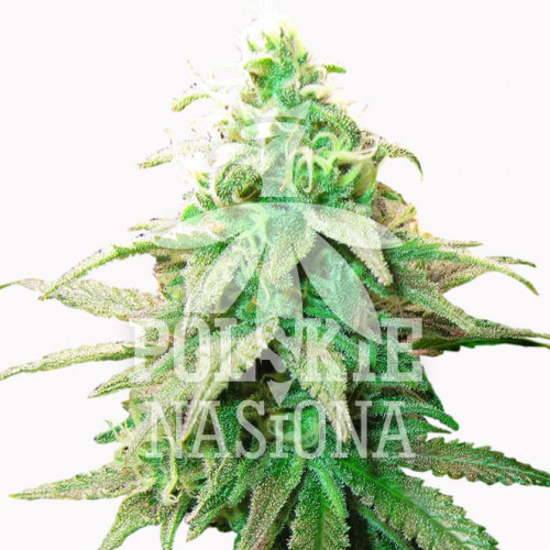 AUTO MORPHINE FEMINISED насіння конопель: фото, характеристики, відгуки, опис