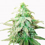 AUTO MORPHINE FEMINISED насіння конопель: фото, характеристики, відгуки, опис