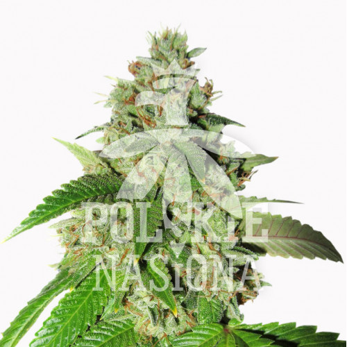 AUTO NUCLEAR TREE FEMINISED насіння конопель: фото, характеристики, відгуки, опис