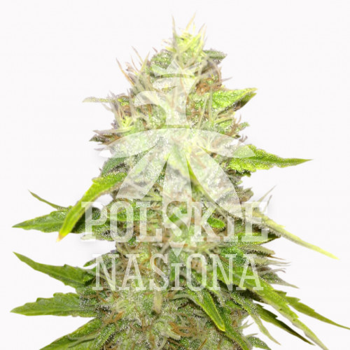 AUTO TOMMY GUN FEMINISED насіння конопель: фото, характеристики, відгуки, опис